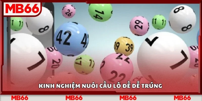Kinh nghiệm nuôi cầu lô đề dễ trúng